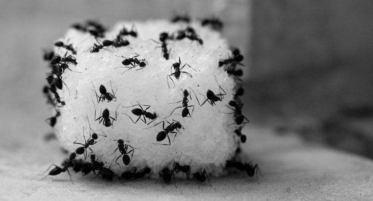 Wie tötet man Ameisen mit Essig?