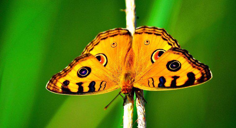 Wie schützen sich Schmetterlinge?