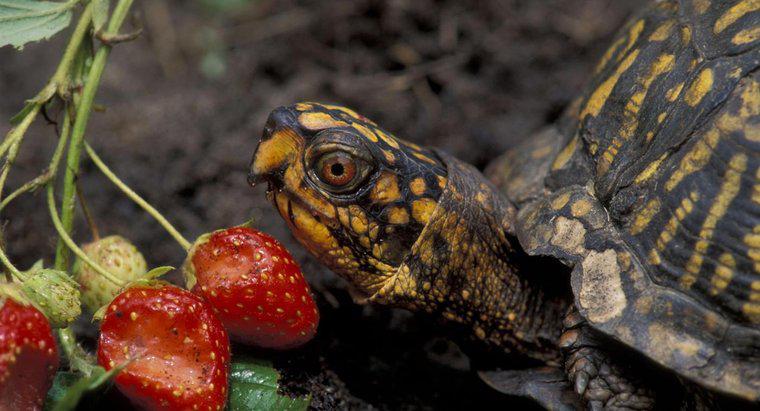 Was essen östliche Dosenschildkröten?