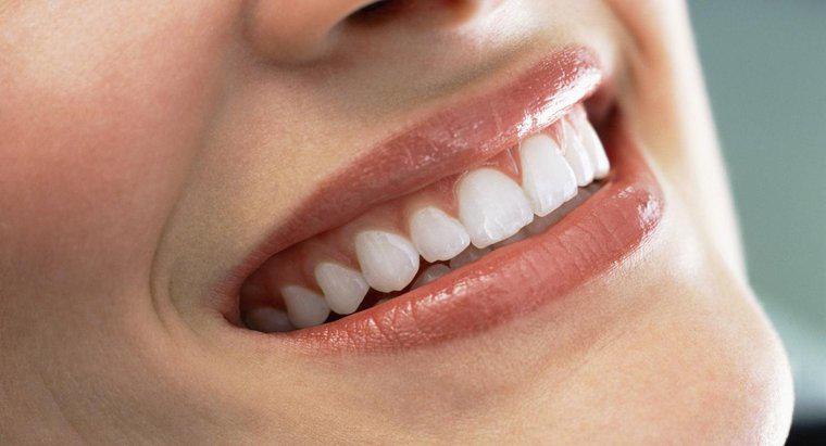Können Erwachsene neue Zähne wachsen lassen?
