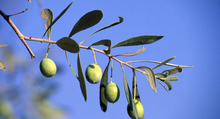 Was symbolisiert der Olivenbaum?