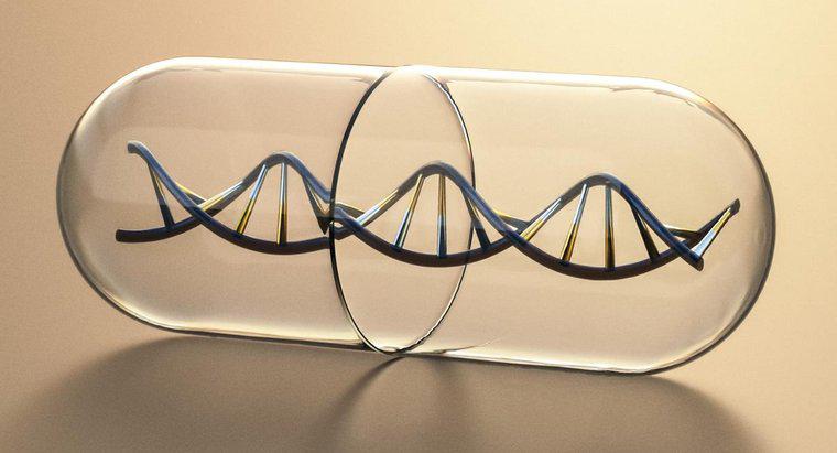 Was macht die Seiten der Leiter eines DNA-Moleküls aus?