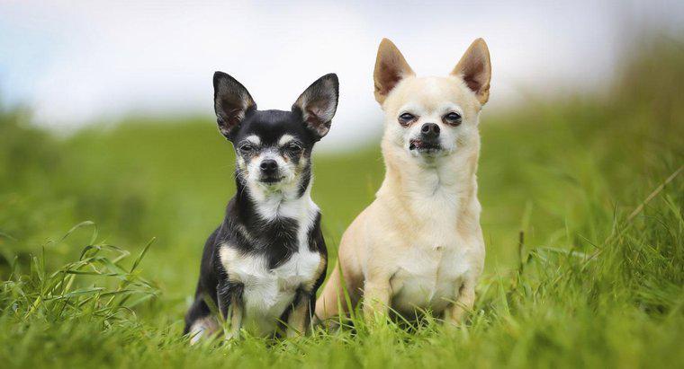 Wie viel kosten Chihuahua-Hunde?