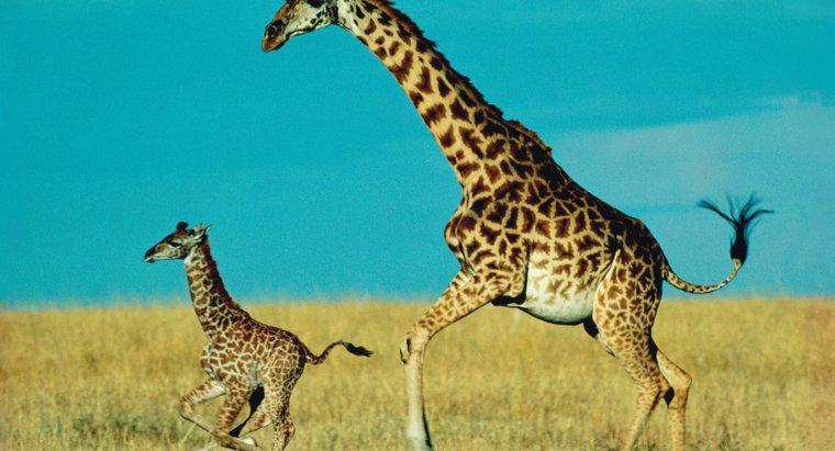 Wie lange bleibt ein Giraffenbaby bei seiner Mutter?