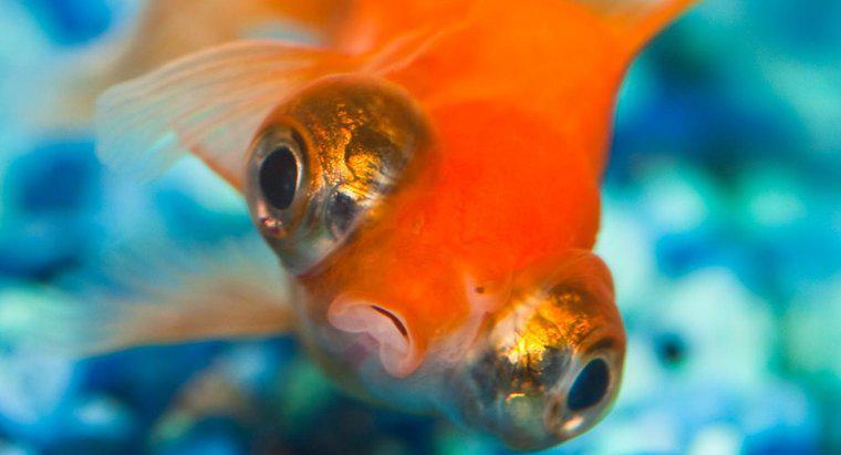 Warum schwimmen Goldfische kopfüber?
