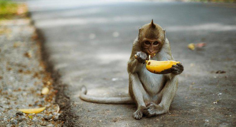 Welche Art von Nahrung essen Affen?
