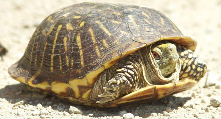 Wie viele Arten von Schildkröten gibt es?