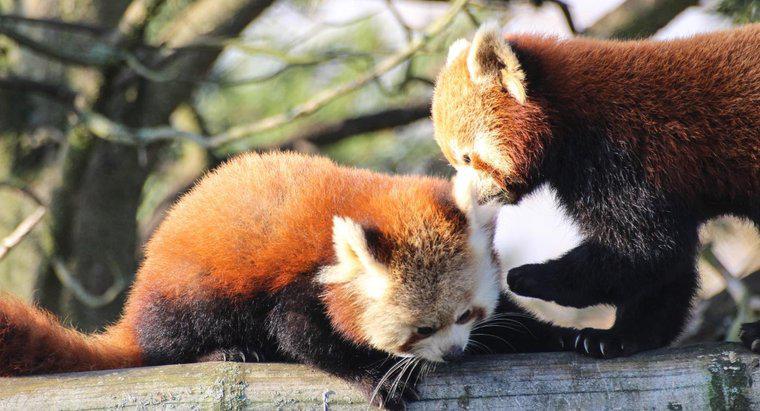 Ist es legal, einen Roten Panda als Haustier zu besitzen?