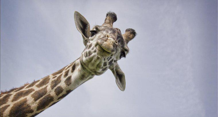 Welche Geräusche machen Giraffen?