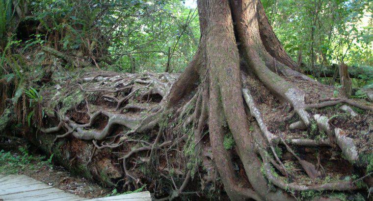Bringen Stürme Bäume dazu, tiefere Wurzeln zu schlagen?