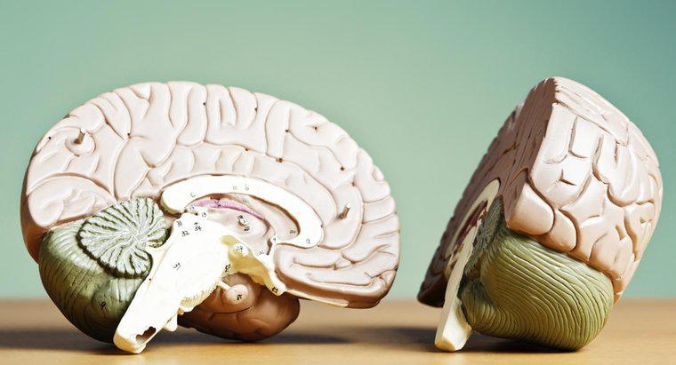 Was verbindet die beiden Hemisphären des Gehirns?