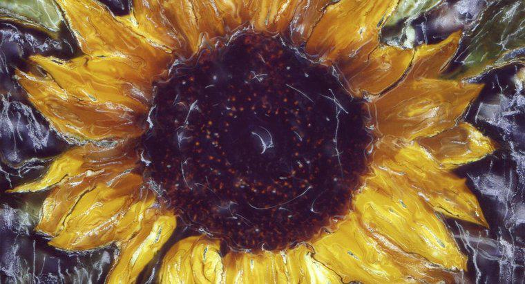 Warum hat Vincent Van Gogh Sonnenblumen gemalt?